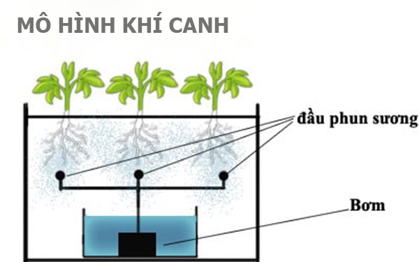 mo hinh khi canh