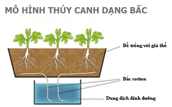 mo hinh thuy canh dang bac