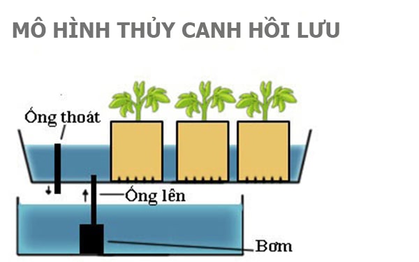 mo hinh thuy canh hoi luu