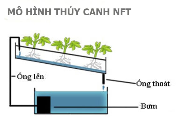 mo hinh thuy canh nft