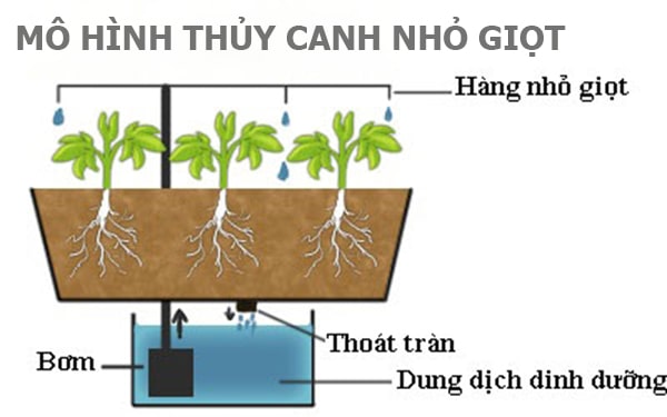 mo hinh thuy canh nho giot