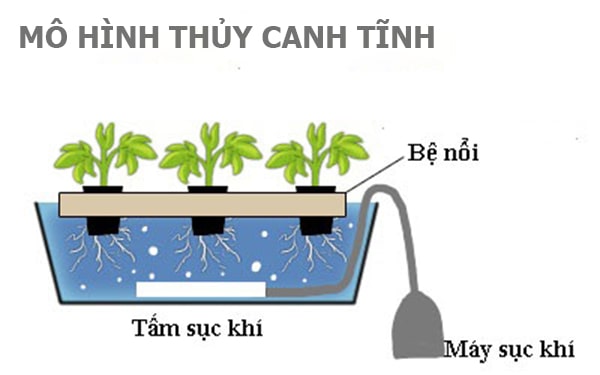 mo hinh thuy canh tinh