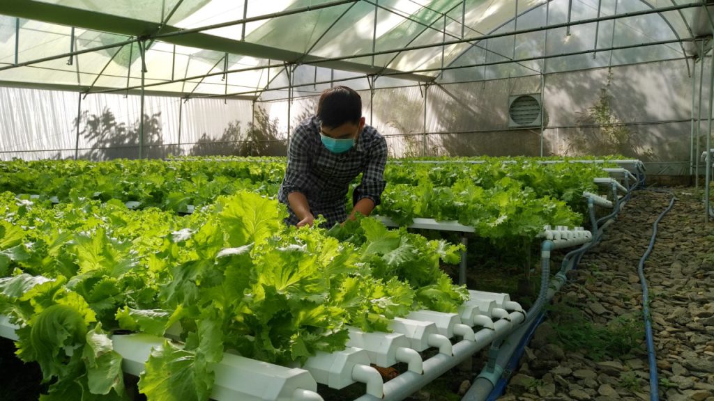 trang trai rau thuy canh tai farm nuoc lo can gio 0