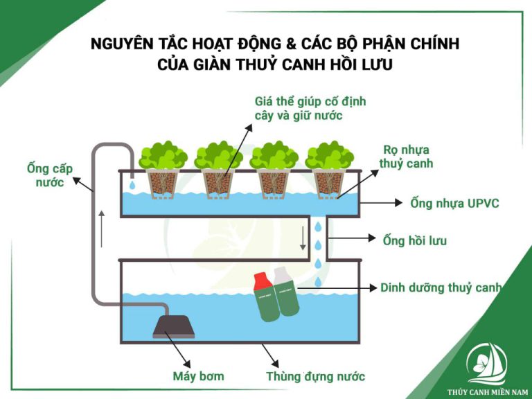 yen farm thuy canh la gi quy trinh trong rau thuy canh quy mo cong 0