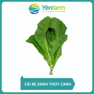Cải bẹ xanh thuỷ canh