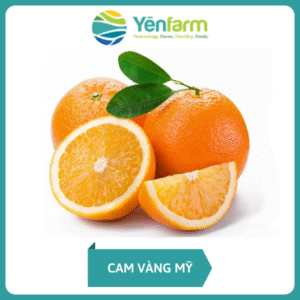 Cam Vàng Mỹ