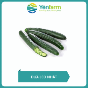 Dưa leo Nhật