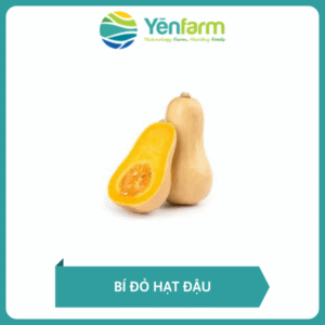 Bí đỏ hạt đậu