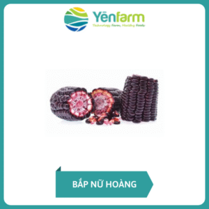 Bắp nữ hoàng