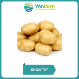 Khoai tây