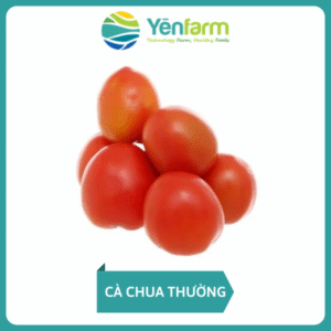 Cà Chua Thường
