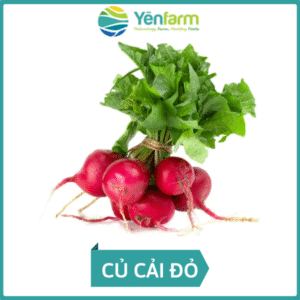 Củ cải đỏ