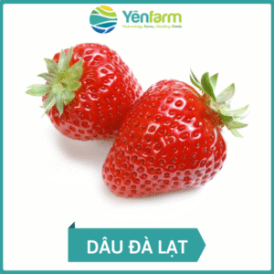 Dâu ĐL