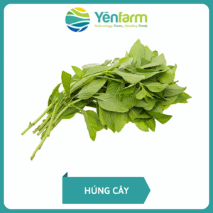 Húng Cây