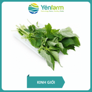 Kinh giới
