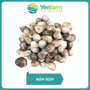 Nấm rơm