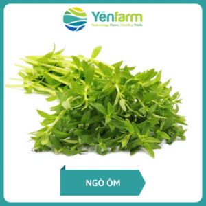 Ngò Ôm