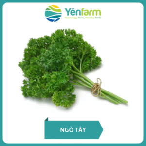 Ngò tây
