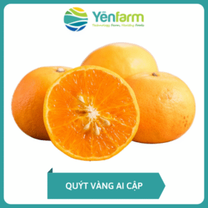 Quýt Vàng Ai Cập