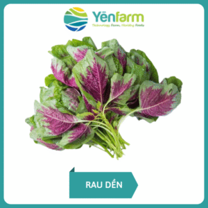 Rau dền