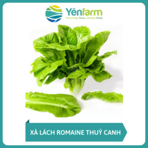 Xà lách Romaine thuỷ canh