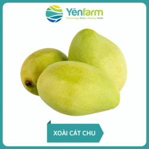 Xoài Cát Chu