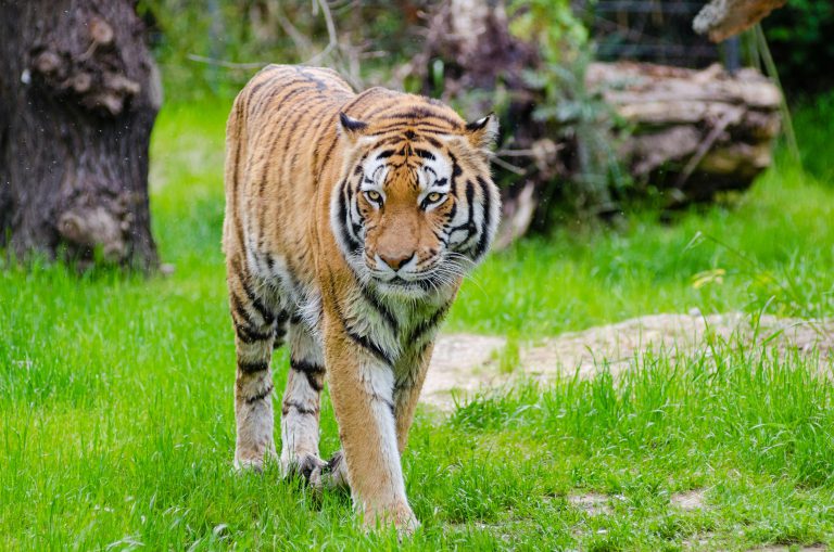 tiger bao nhieu do 0