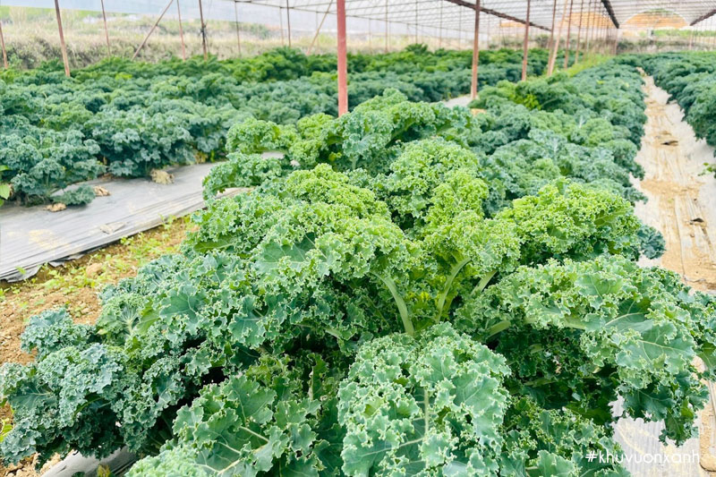 cay cai kale 0