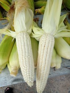 Bắp nếp