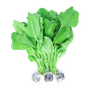 Cải bó xôi thủy canh