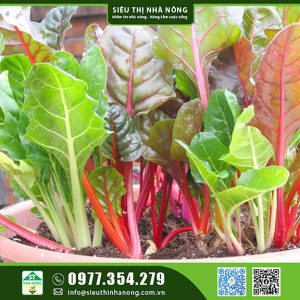 Cải cầu vồng