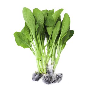 Cải ngồng thủy canh