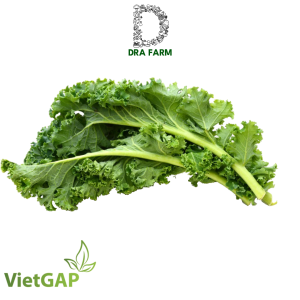 Cải xoăn Kale thủy canh