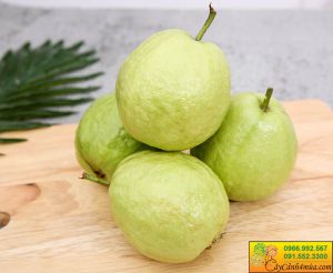Ổi Đài Loan