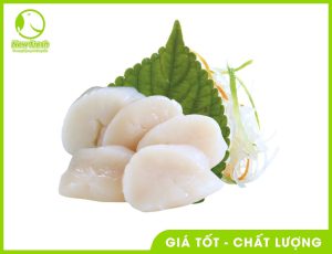 Cồi Sò Điệp Nhật – Size L