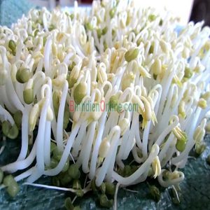 Giá đậu xanh VietGap