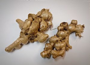 Gừng