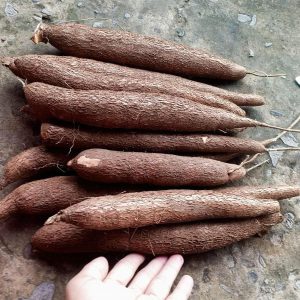 Khoai mì ruột vàng