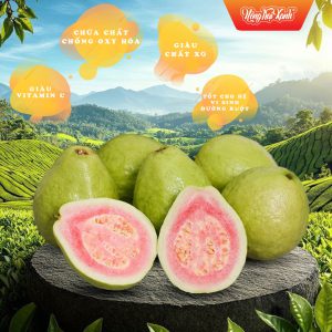 Ổi xanh Ruby