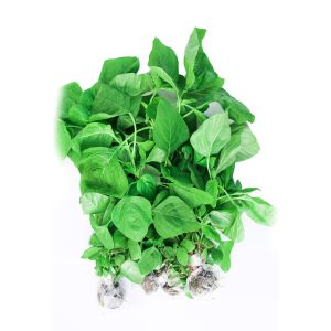 Rau dền thuỷ canh