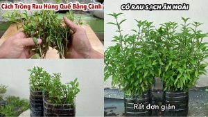 Rau quế