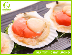 Sò Điệp Nửa Mảnh Nhật