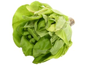 Xà lách Butter thuỷ canh