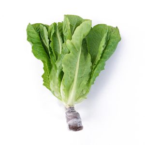Xà lách Romaine thuỷ canh
