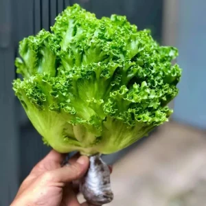 Xà lách thuỷ tinh thuỷ canh